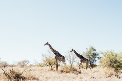 棕色草地上的两只棕色长颈鹿